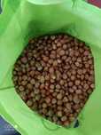 Orzechy laskowe (Cena za 1kg)