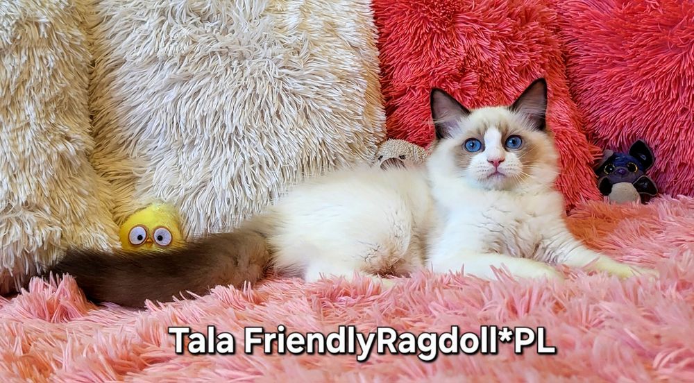 Przytulaśna kotecza ragdoll