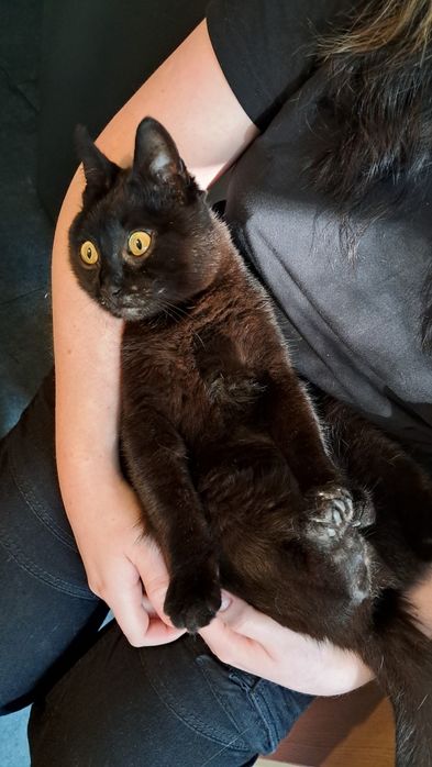 Petsitter na terenie Warszawy