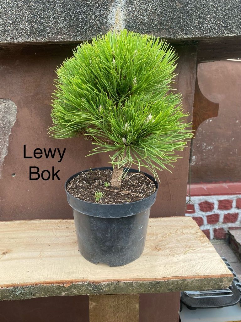Pre-bonsai Sosna