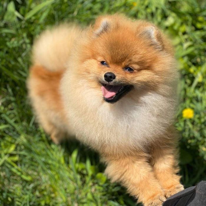 Померанский шпиц . Предложение Вязки .