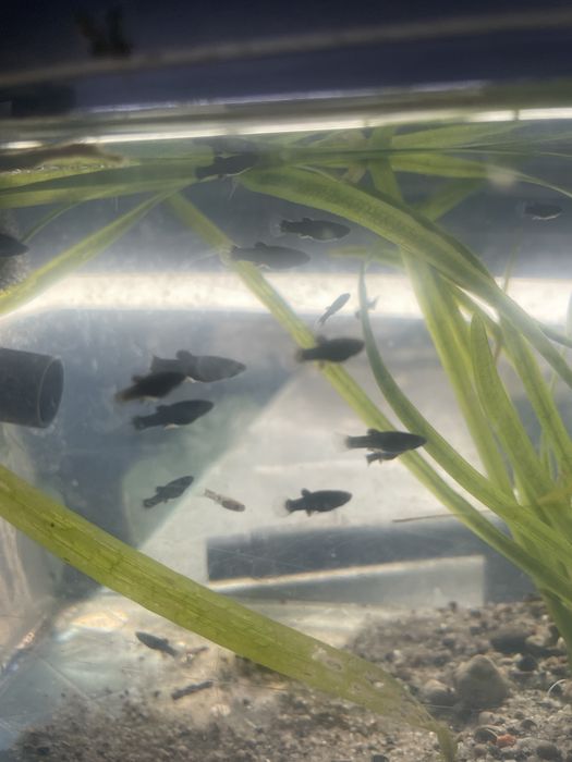 Młode czarne molinezje