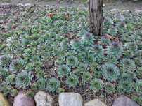 róze skalne/Semperviwum /rojniki / sekulenty ogrodowe