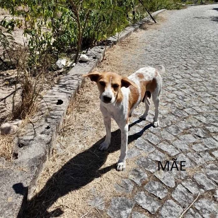 Cães para adoção