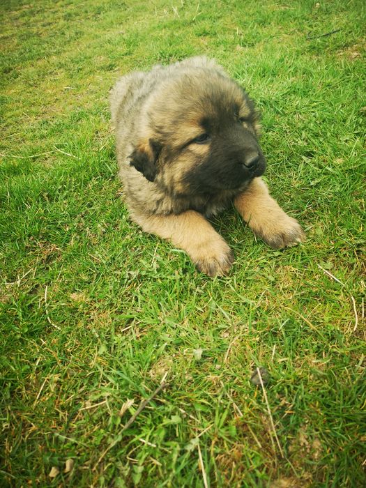 Oddam szczeniaka typu  owczarka kaukaskiego