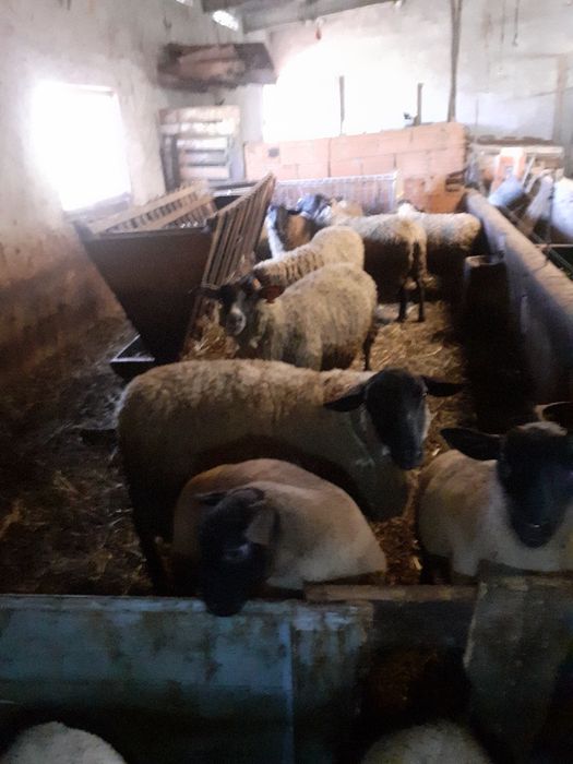 Animais super saudáveis, de genética pura