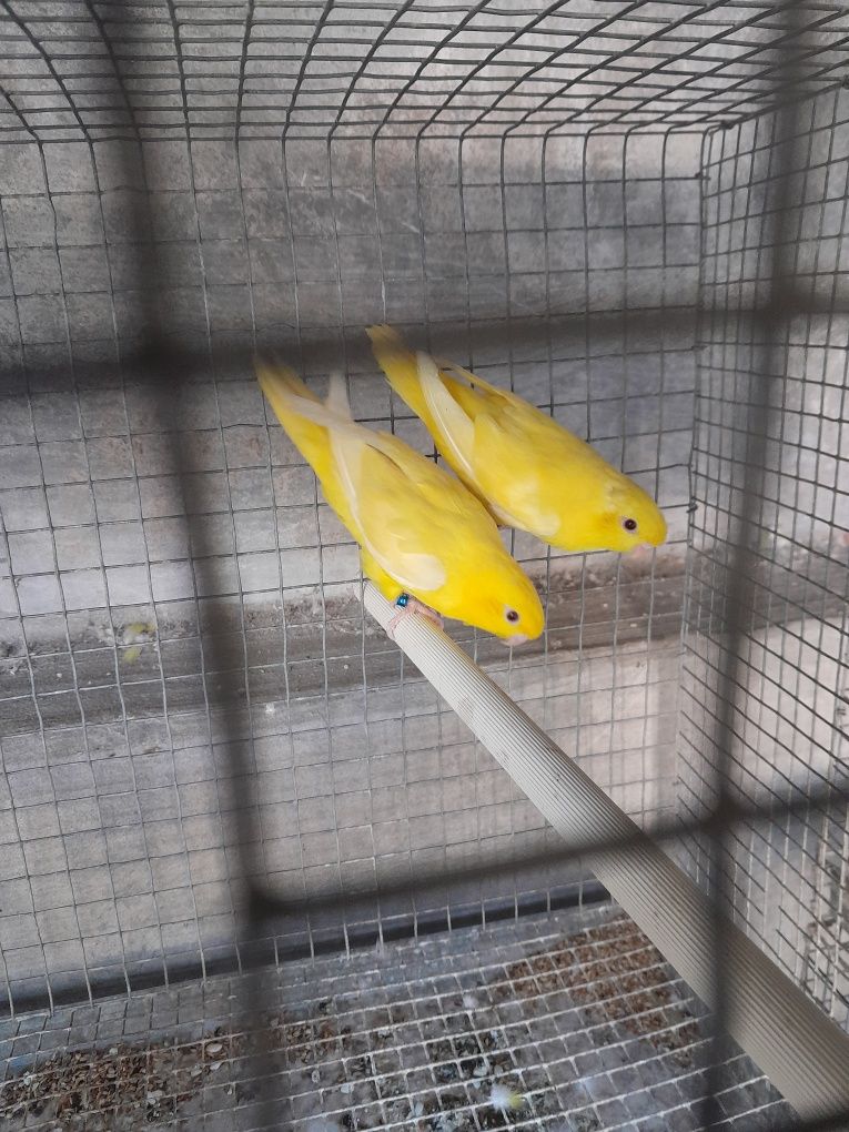 Casal catarinas lutinas
