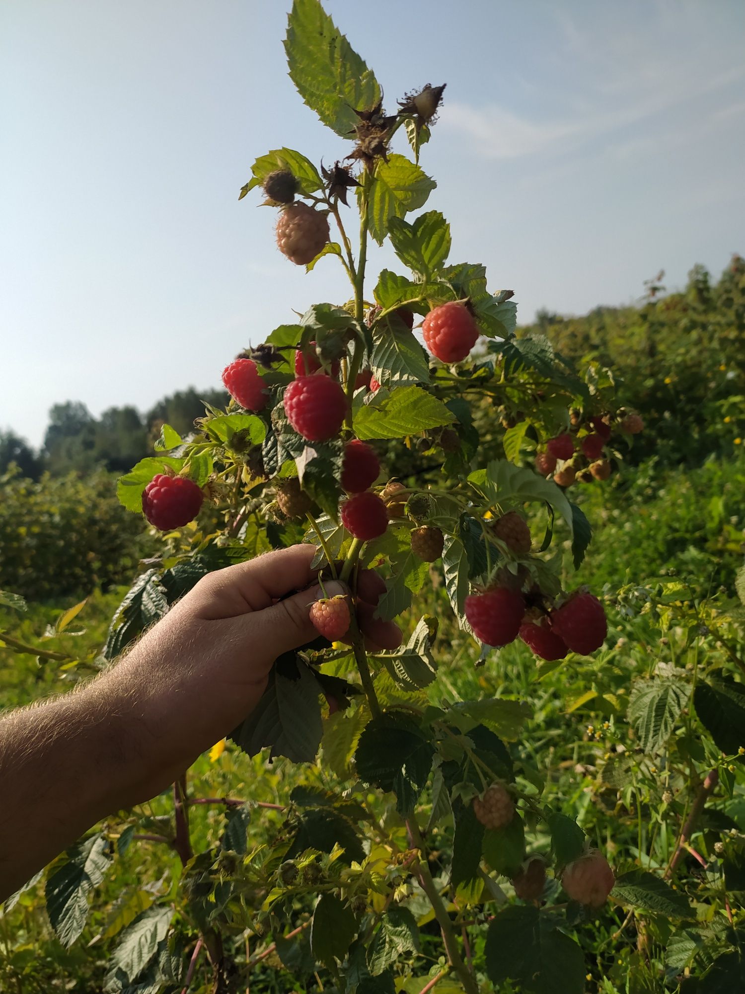 Продам саджанці малини