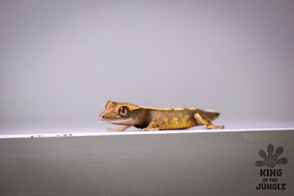 Gekon orzęsiony orange harlequin