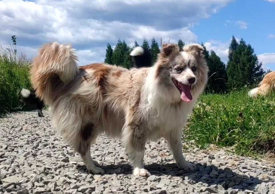 Szczenię BORDER COLLIE z Hodowli - Rasowy pies z pełną dok.