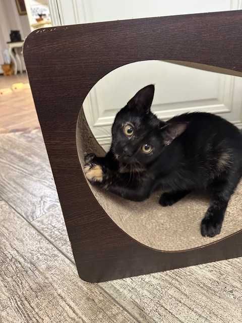 Чарівна дівчинка шукає родину.