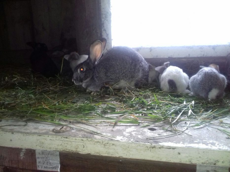 Молоді кролинята