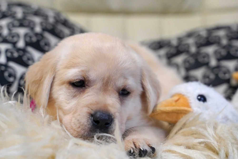 Labrador retriever żółta  suczka,  Zkwp gotowa do odbioru