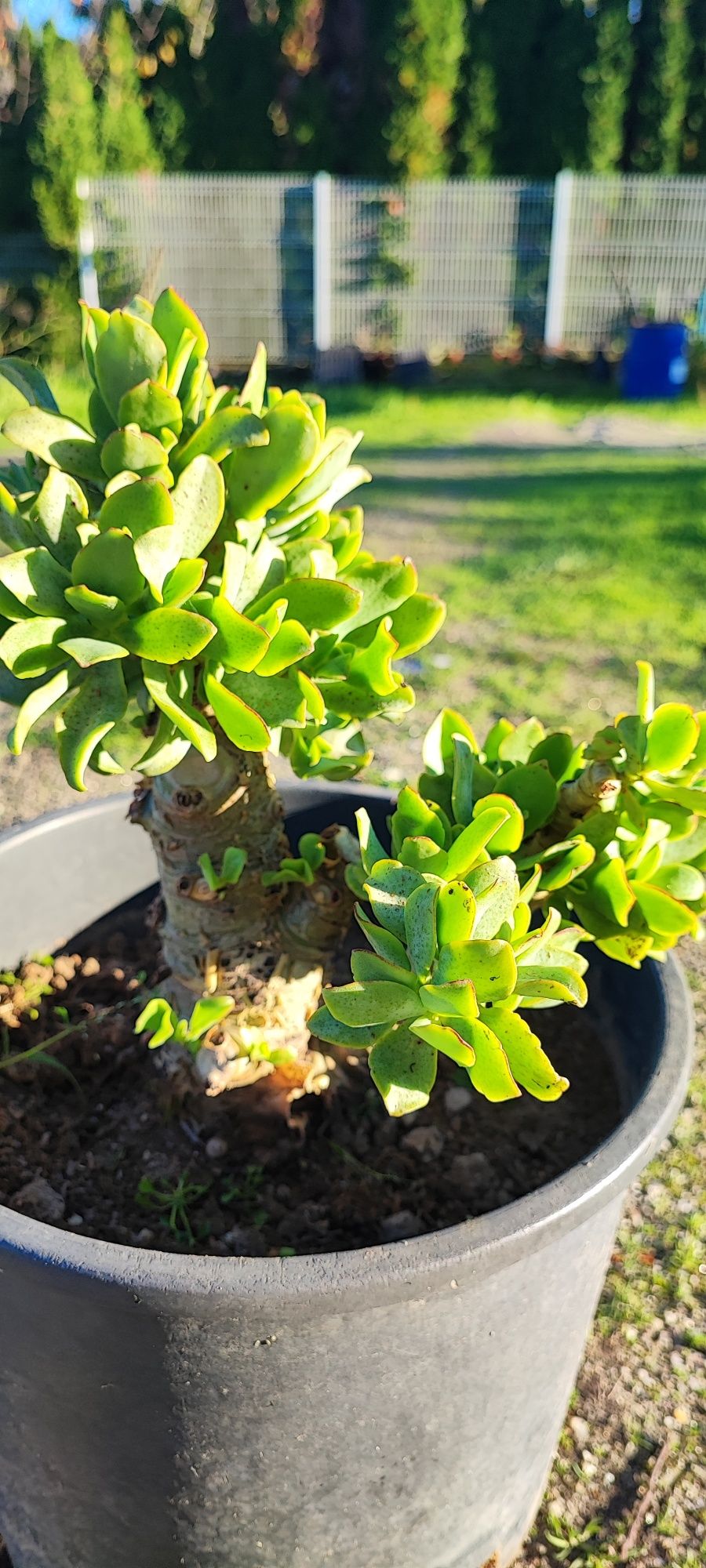Planta suculenta