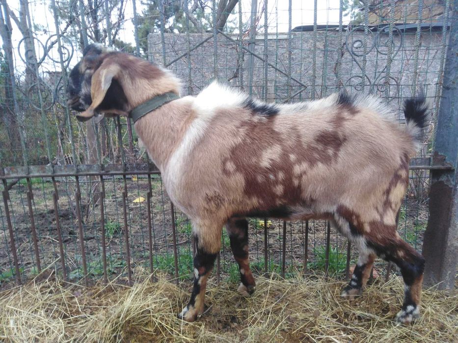 Англо-нубійські кози