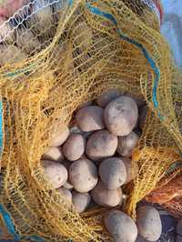 Ziemniaki Denar oraz Madeira wielkość sadzeniaka kaliber 30-50mm