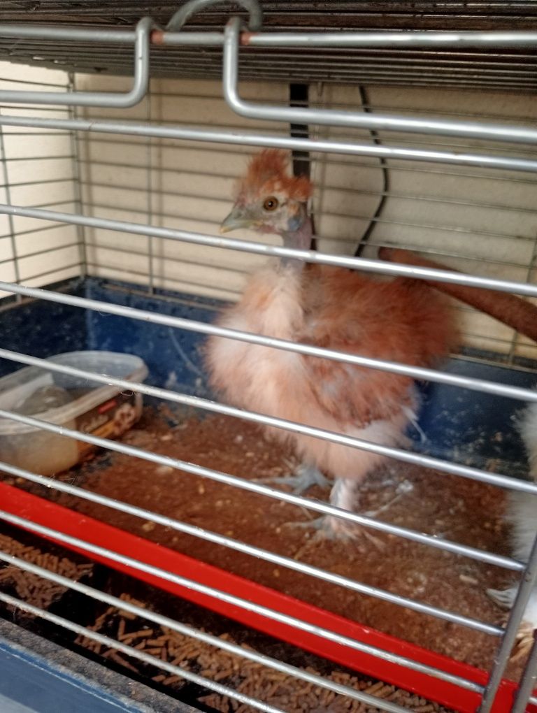 Vendo galinha sedosa do Japão muito meigos e lindos