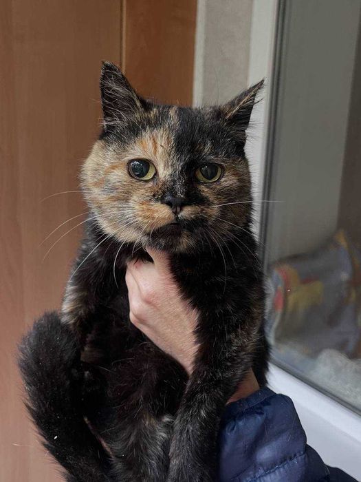 Гарненька кішечка в добрі руки