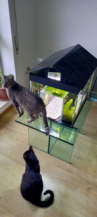 Vendemos aquário - gatário! Uma nova opção interessante!