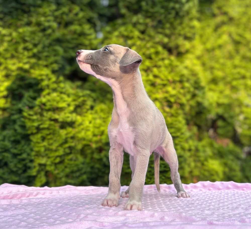 Whippet chart angielski