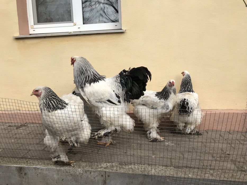 Брама колумбійська.