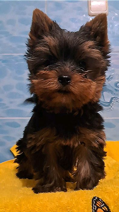 Хлопчики йоркширские терьерчики