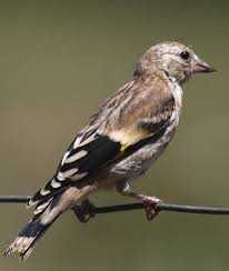 Varias aves de Fauna anilhadas 2024/2025