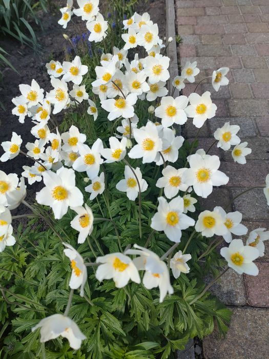 Анемона     біла