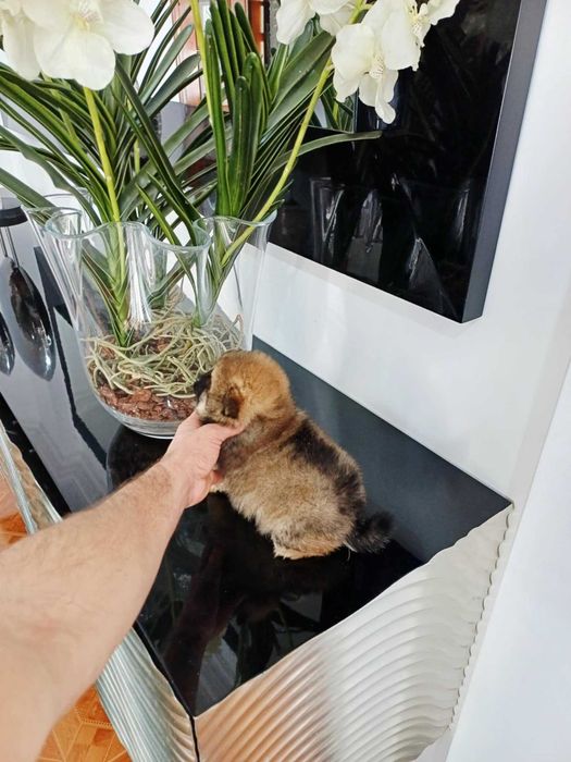 Spitz Alemão Anão/ou Lulu da Pomerânia FEMEA LARANJA com   LOP e AFIXO