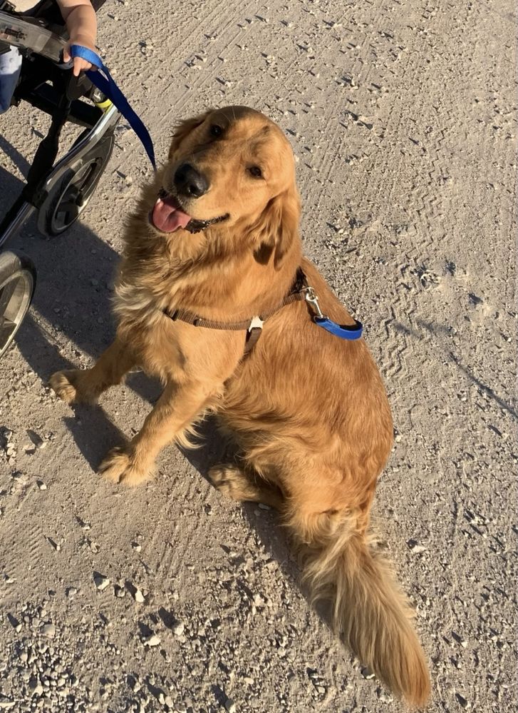 Golden Retriever suczka gotowa do odbioru