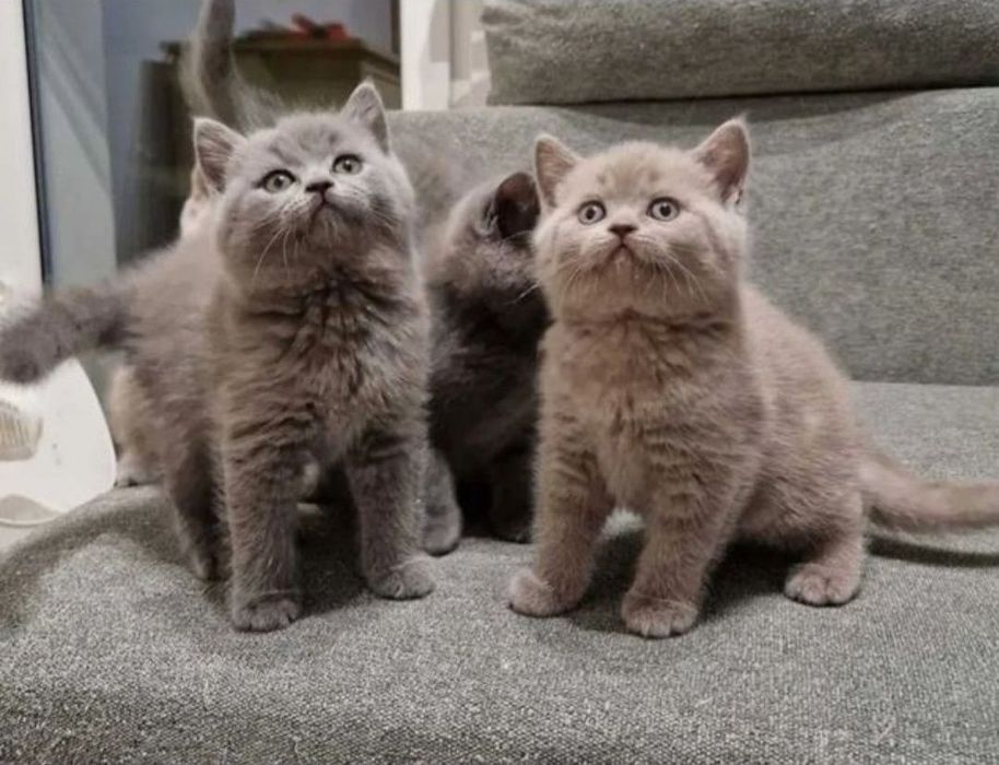 Kotka brytyjska liliowa z 5 cio pokoleniowym rodowodem