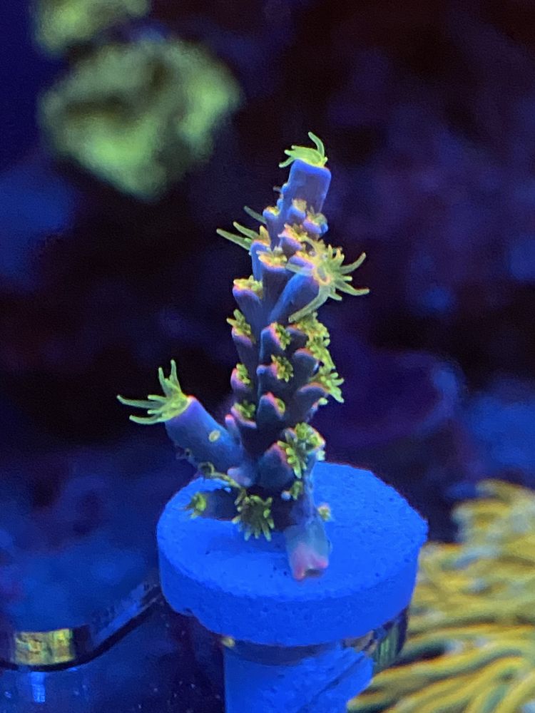 Морские кораллы морской аквариум