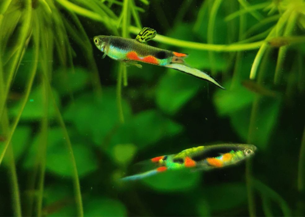 Gupik Endlera - linia Black Corsair