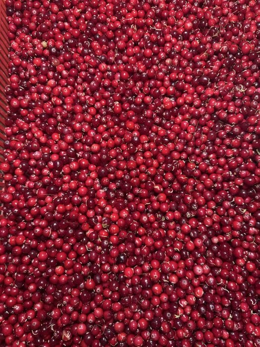 Żurawina leśna bagienna świeża 16zl/l