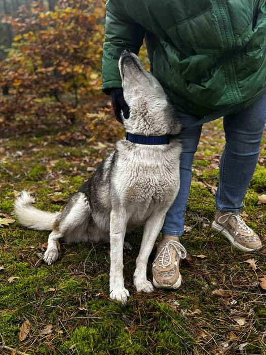 Przyjazna Luna w typie husky szuka domu