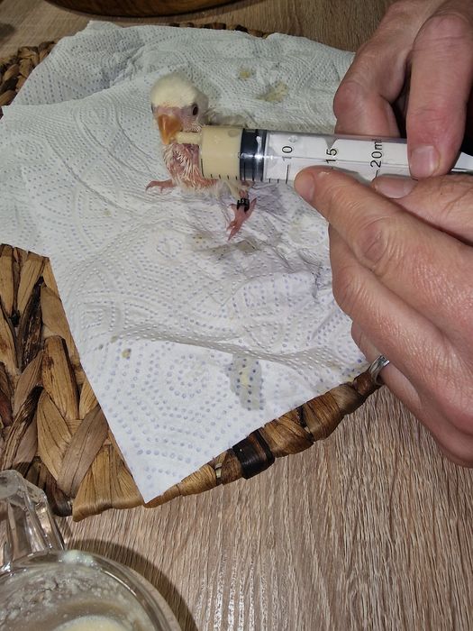 Roseicollis criados à mão