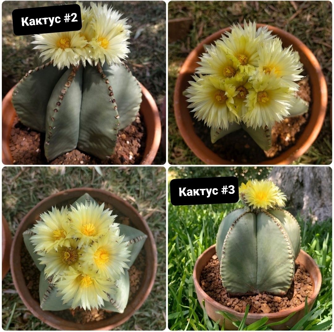 Насіння кактусів Astrophytum myriostigma nudum. Кактус Астрофітум