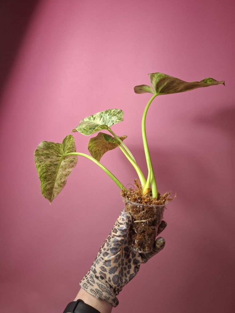 Philodendron giganteum Variegata Blizzard