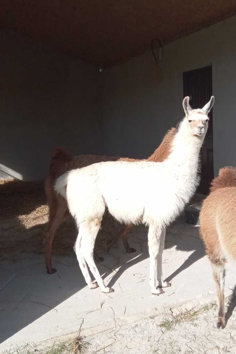 lama samiec sprzedam
