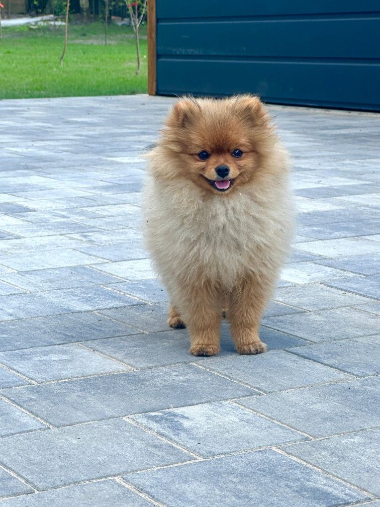 Szpic miniaturowy , pomeranian