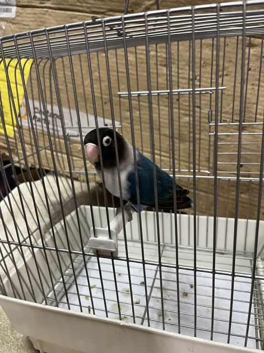 Agapornis Personata 2025 mais gaiola