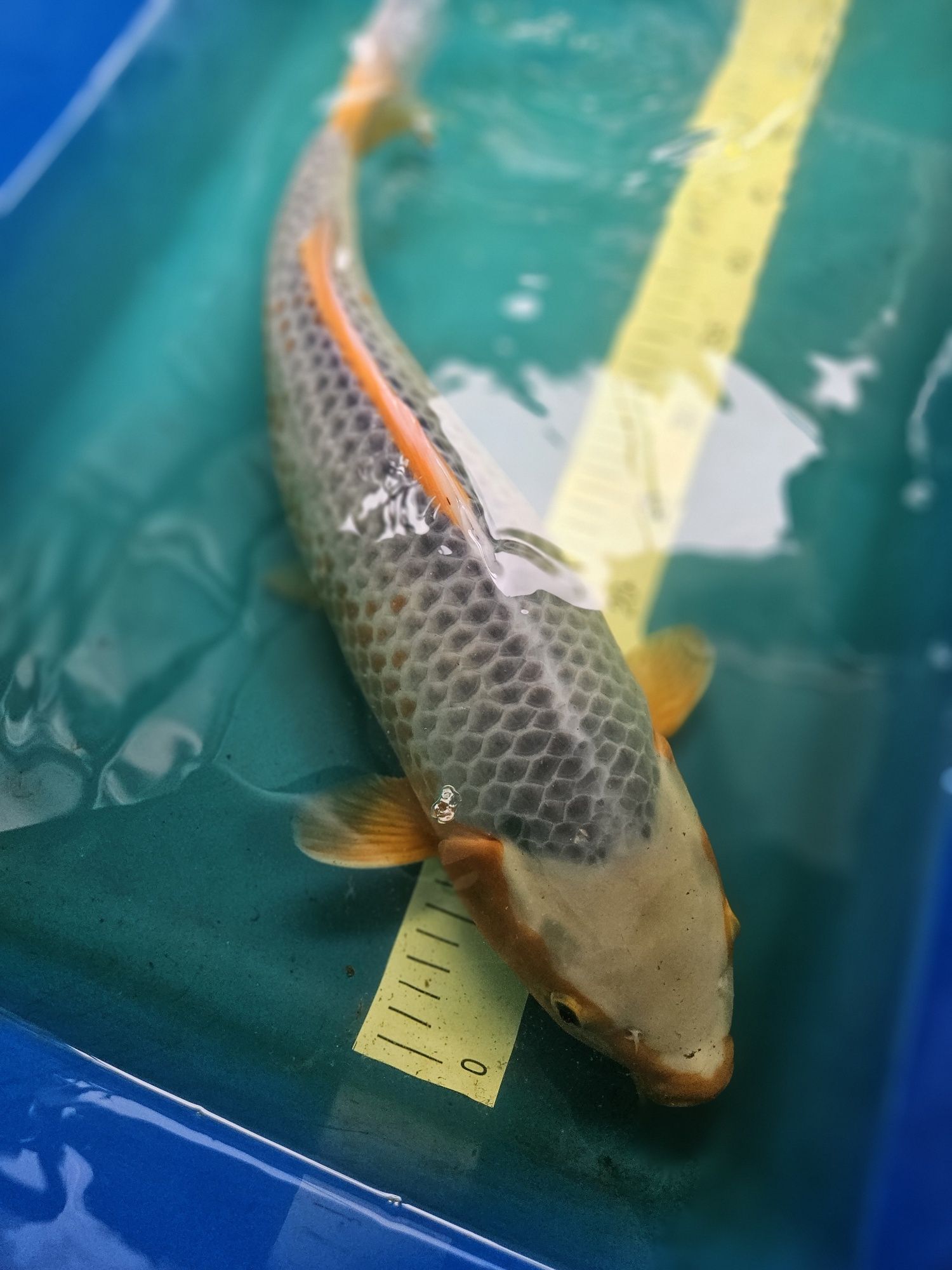 Carpa Koi - ASAGUI FÊMEA 54CM