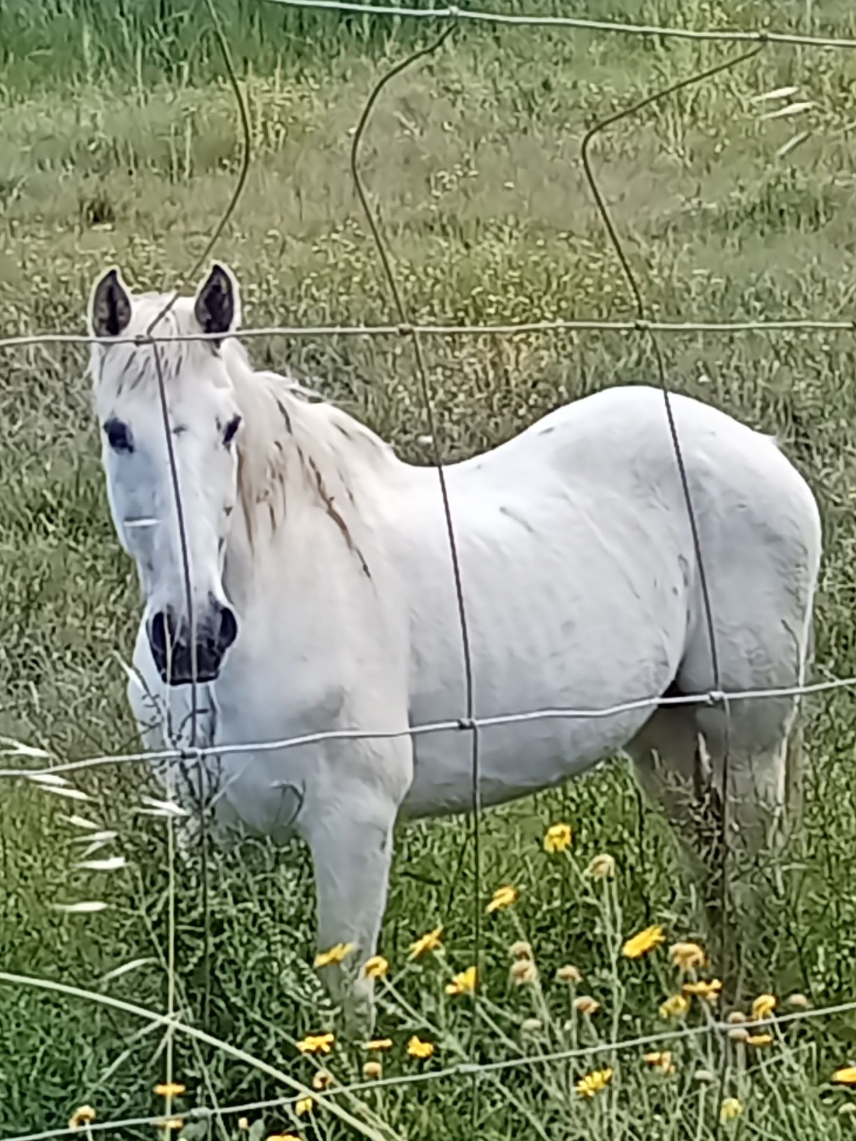 Vendo cavalo ferro quinta da foz