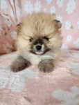 Szpic miniaturowy (Pomeranian) z wyjątkowym rodowodem