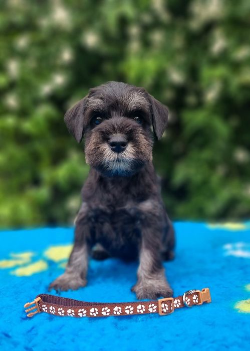 Цуценята цвергшнауцера