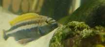 Samiec pyszczka złocistego (Melanochromis auretus)