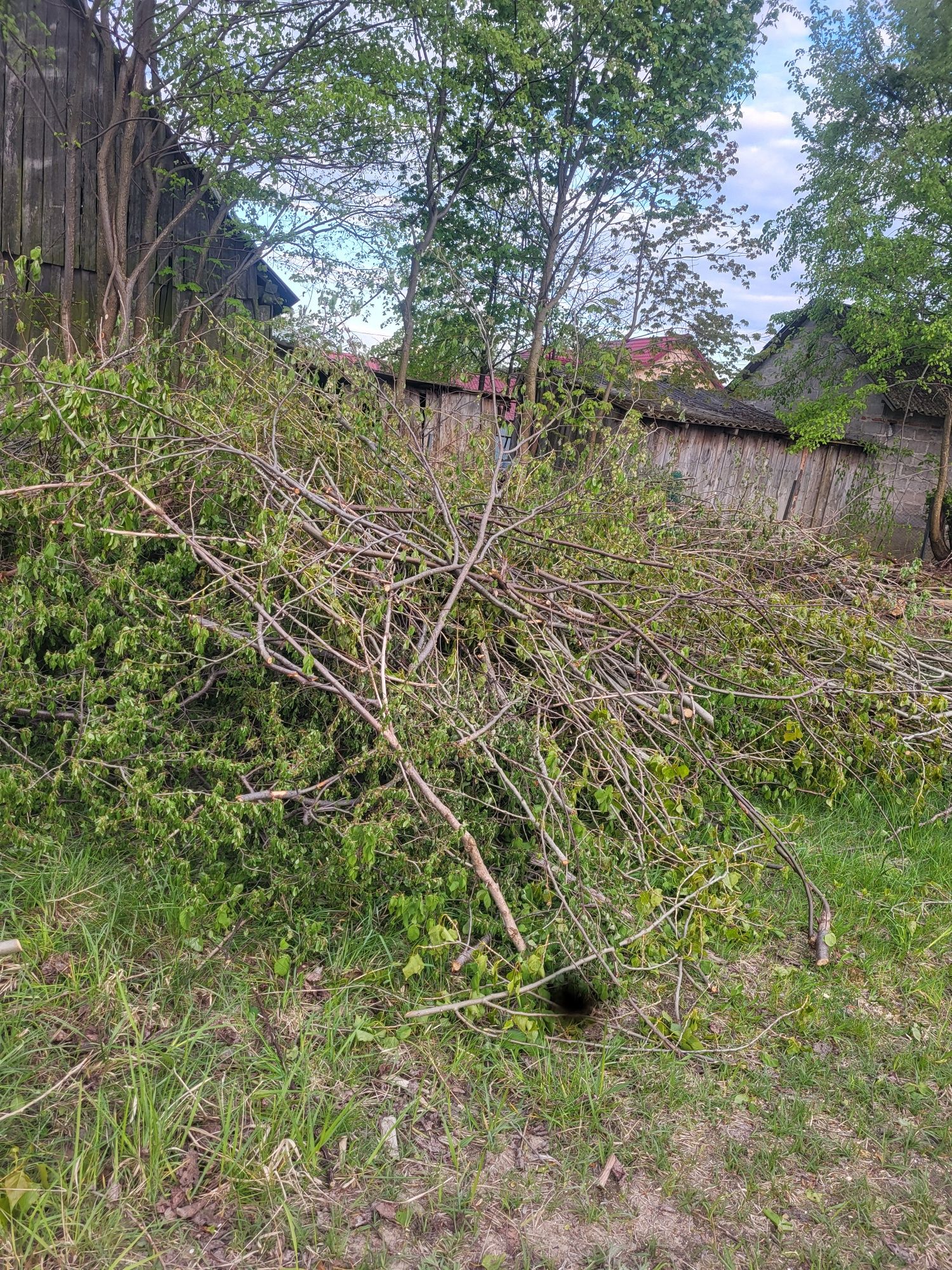 Oddam za darmo !! gałęzie patyki krzaki ścięte