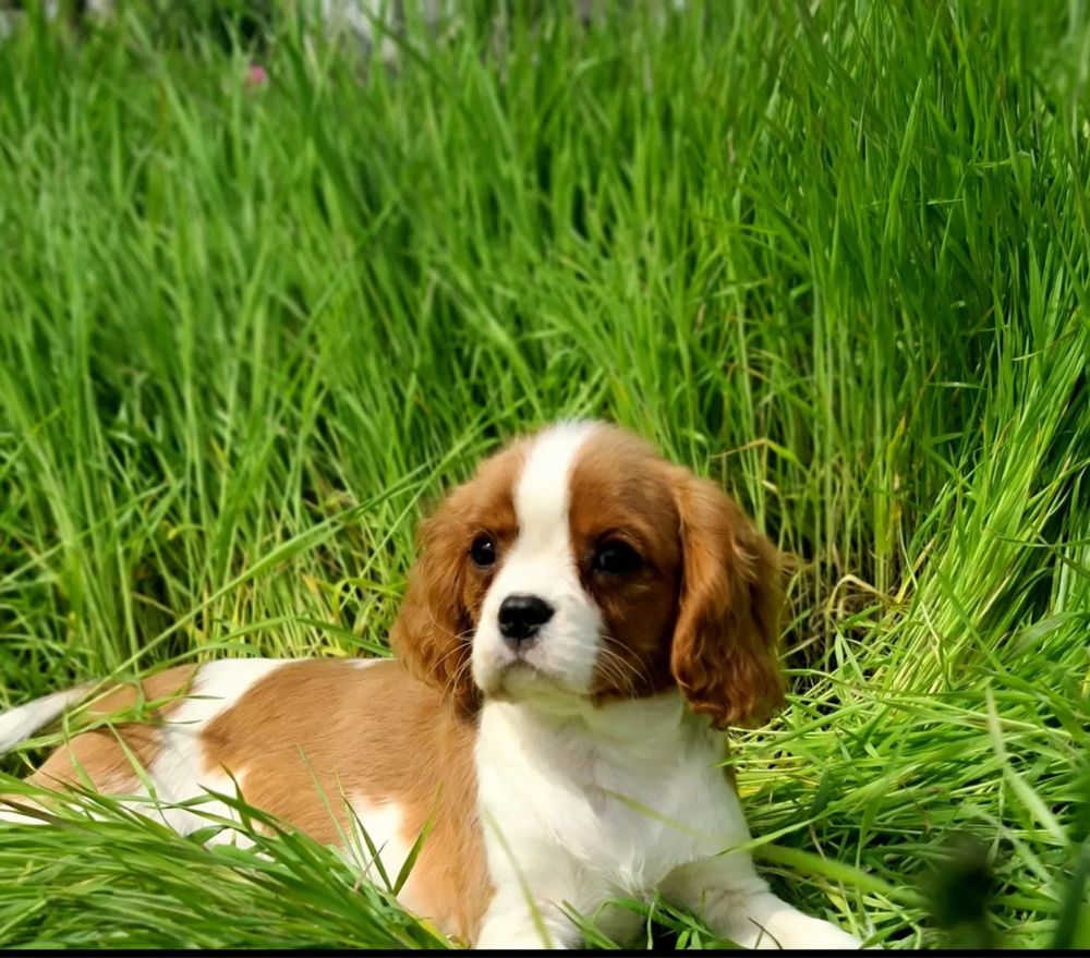 Cavalier King Charles Spaniel - piesek