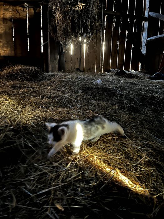 Młode śliczne kotki do oddania. Kot do adopcji.