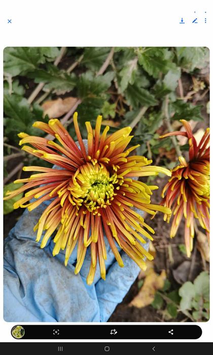 Хризантеми помаранчеві